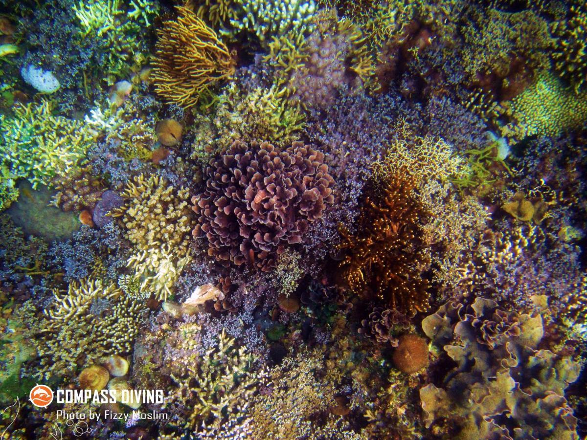 Compass Diving Resort Beloi Eksteriør billede